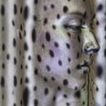 camouflaged ai creature, ai fashion, polka dot pattern make up